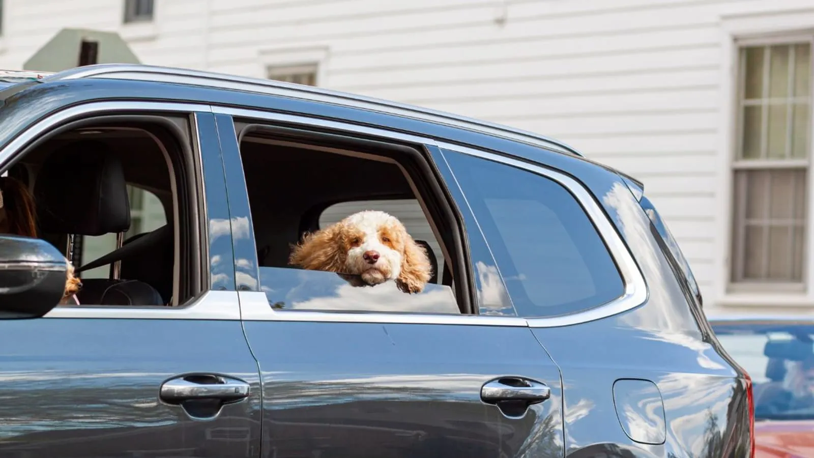 Chien dans le coffre d’une voiture avant l’embarquement pour l’Angleterre